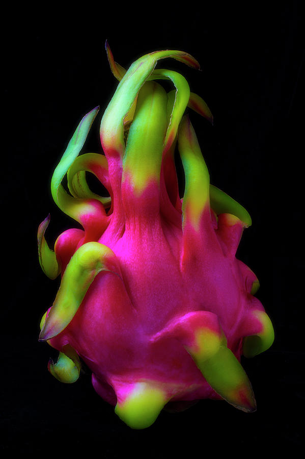 Dragon Fruit Photograph by Garry Gay