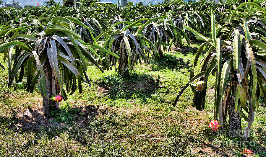 Dragon Fruit Plantation Vietnam  Photograph by Chuck Kuhn
