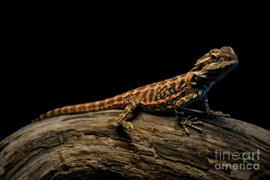 Dragon Lizard Story Photograph by FineArtRoyal Joshua Mimbs