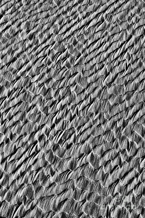 Dragon Scales Photograph by Tim Gainey
