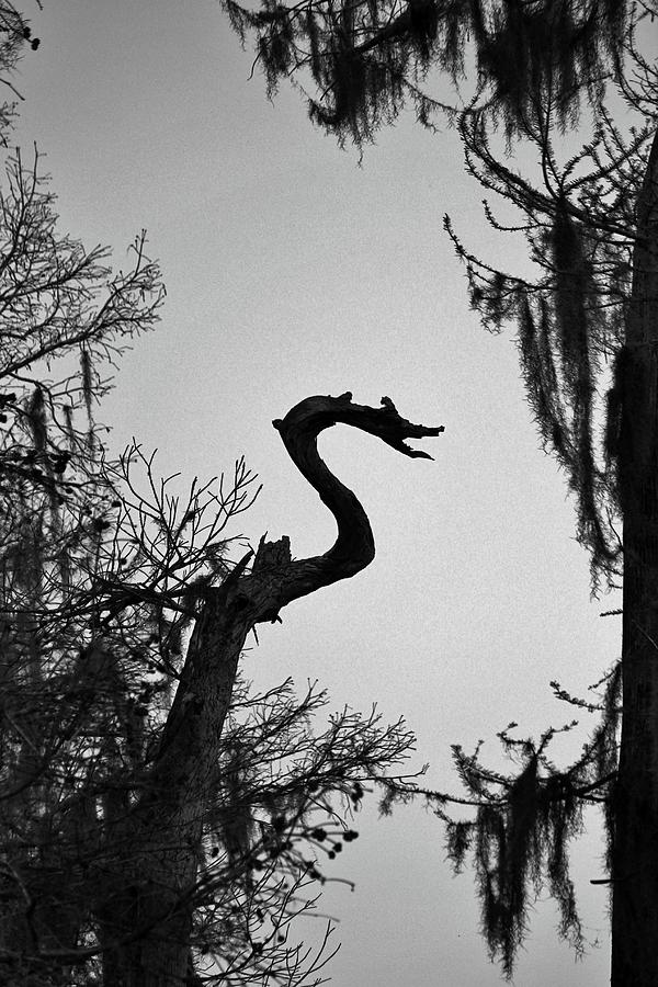 Dragon Shaped Tree Photograph by Cynthia Guinn