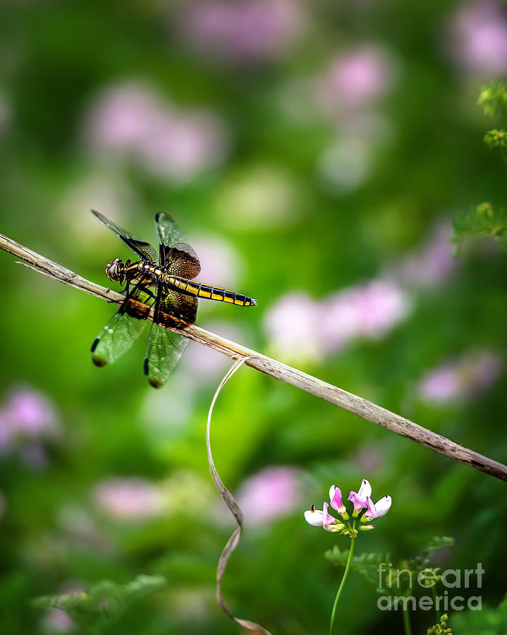 Dragonfly Waiting for a Mate Photograph by Tamyra Ayles