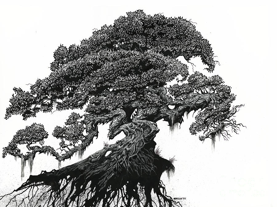 Dragon Tree Drawing by Stanley Morrison