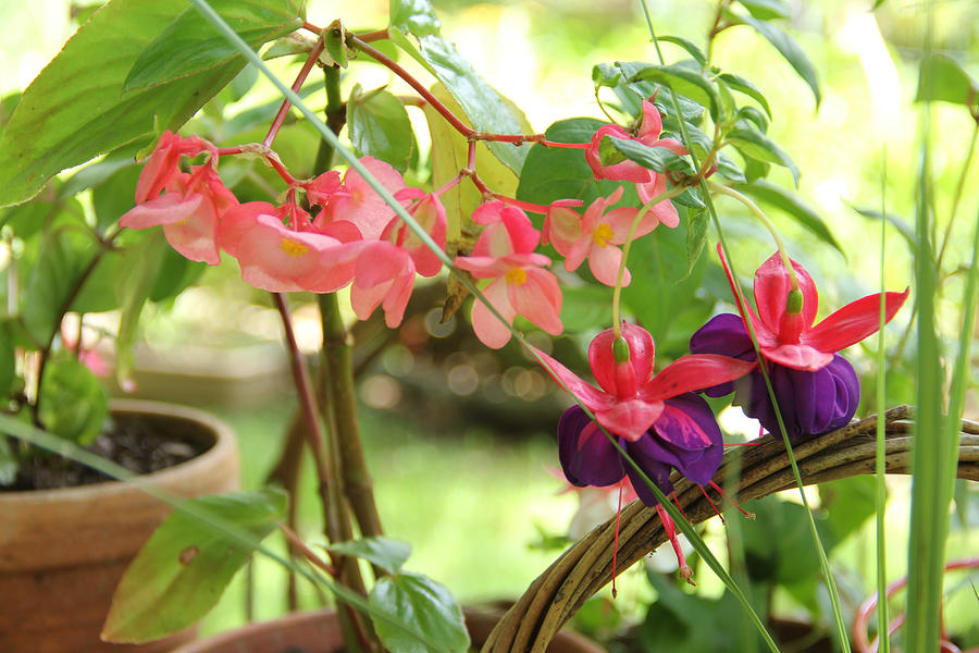 Dragon Winged Begonia with Fuchsia Photograph by Allen Nice-Webb Dragon Winged Begonia with Fuchsia Photograph by Allen Nice-Webb