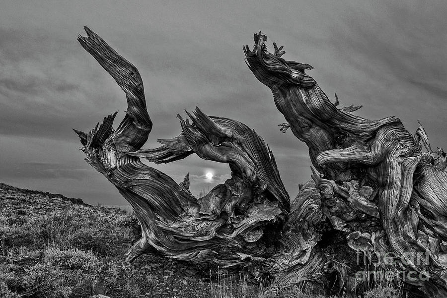 Nature Photograph - Dragon Wood by Jamie Pham
