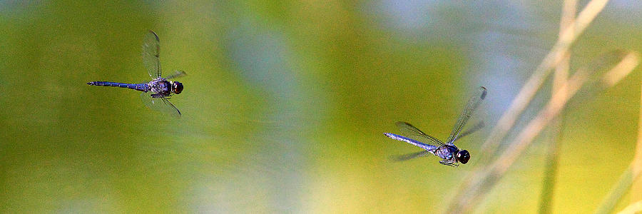 Dragonflies in Flight Photograph by Michael Dougherty