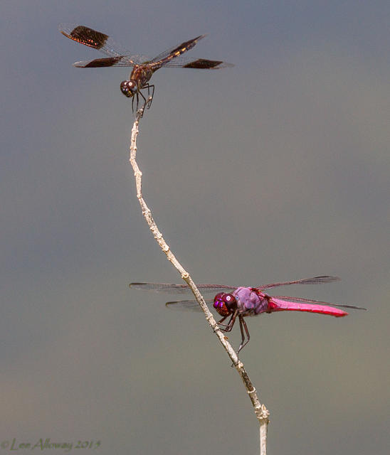 Dragonflies Photograph by Lee Alloway