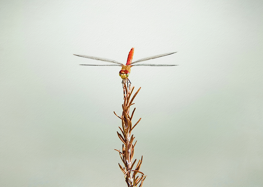 Dragonflies Photograph by Steven Michael