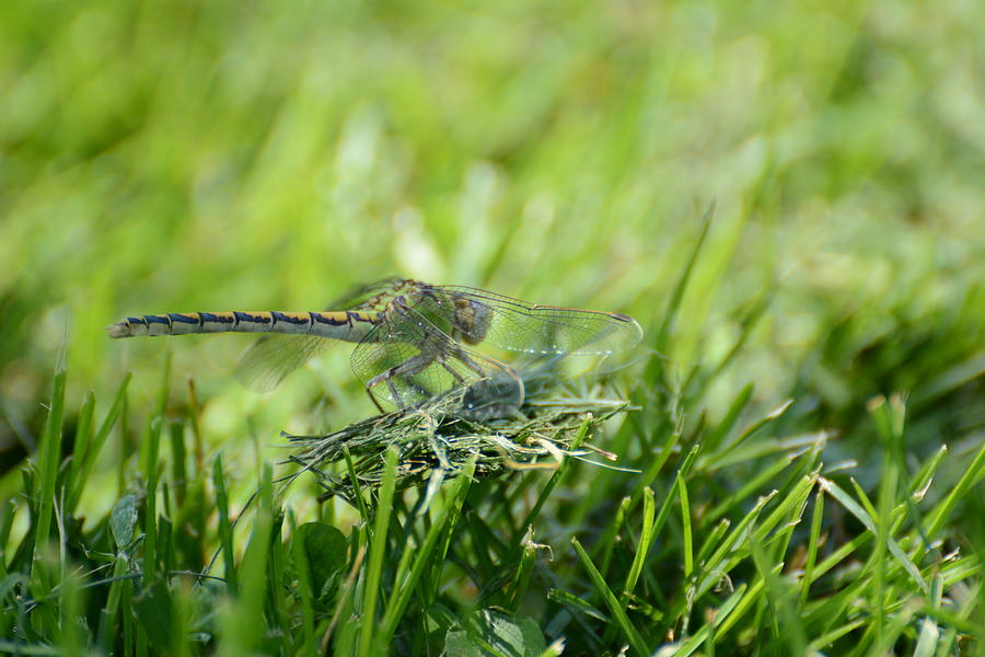 Dragon Fly Photograph - DragonFlly in the park by Paulina Roybal Dragon Fly Photograph - DragonFlly in the park by Paulina Roybal