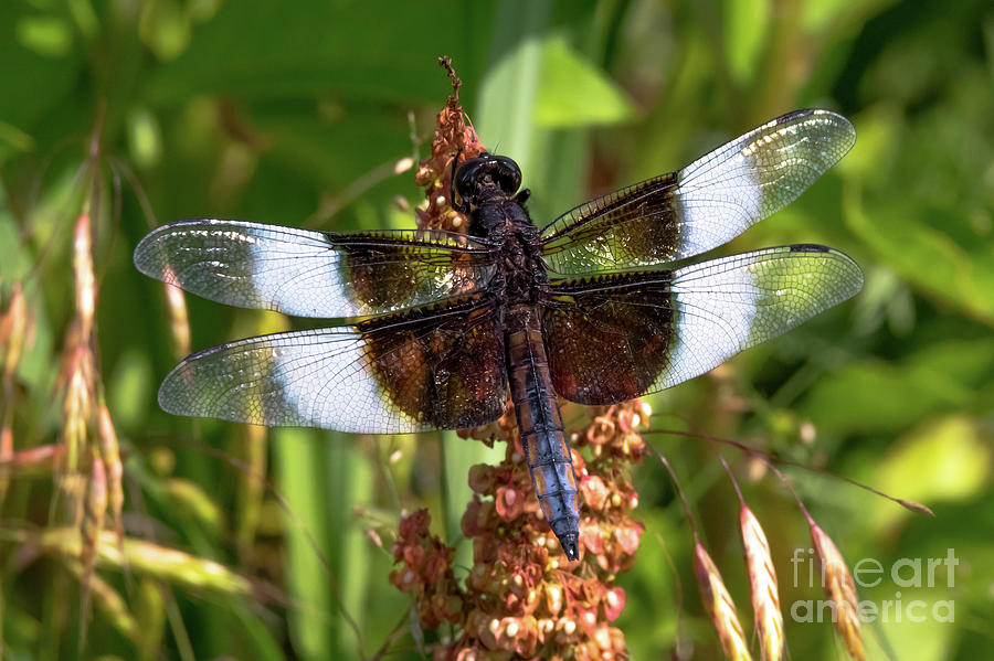 Dragonfly  -0101 Photograph by Norris Seward