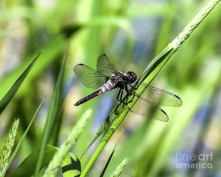 Dragonfly -0223 Photograph by Norris Seward