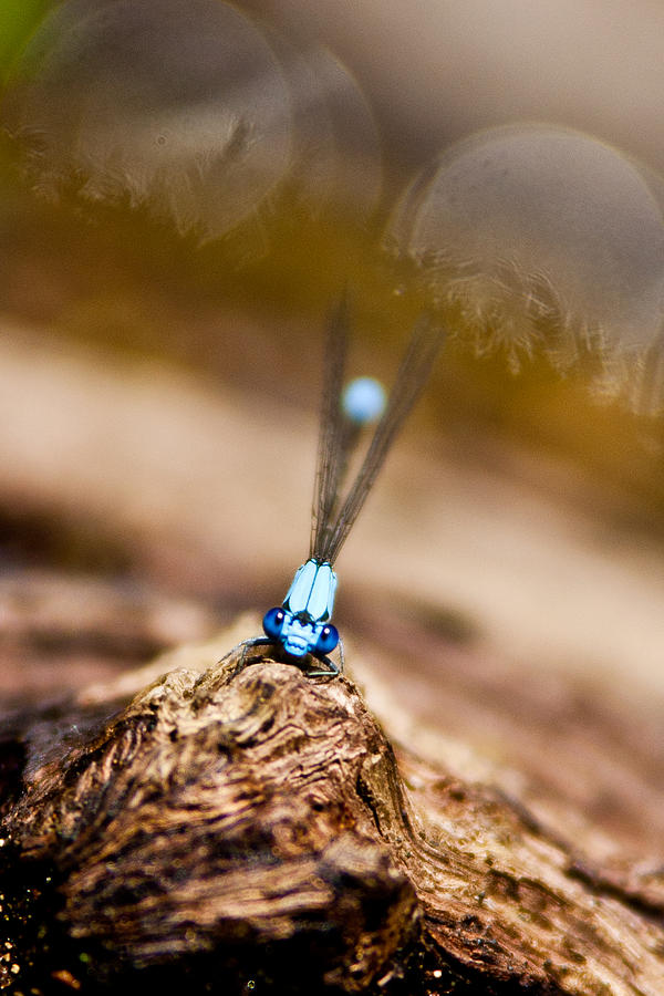 Animal Photograph - Dragonfly 1 by Jacob Brewer