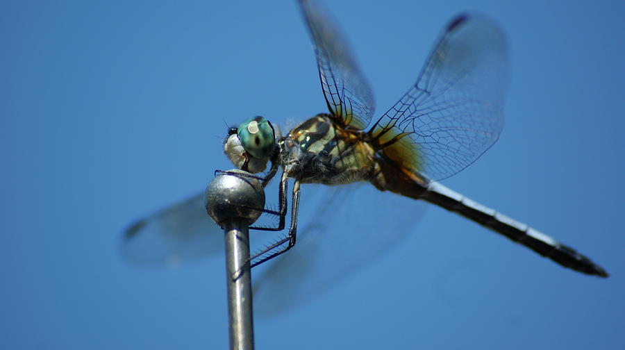 Dragonfly 1 Photograph by Maria  Wall