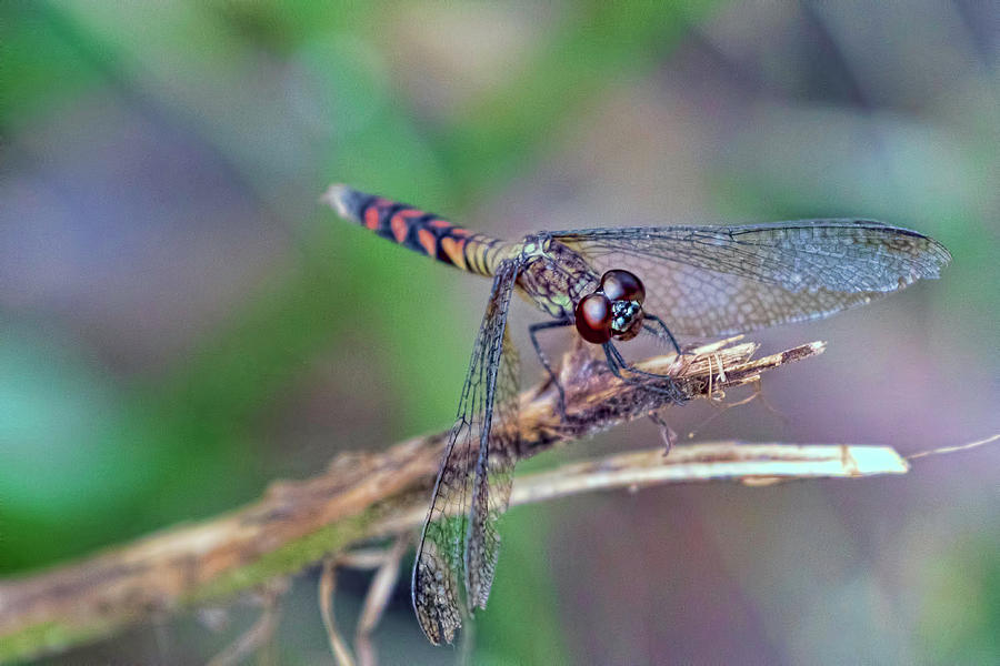 Dragonfly 1 Photograph by Nadia Sanowar