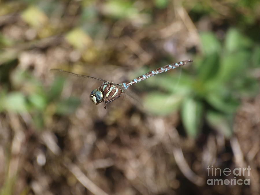 Dragonfly 1 Photograph by Vivian Martin