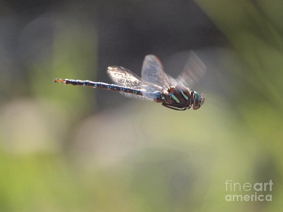 Dragonfly 10 Photograph by Vivian Martin