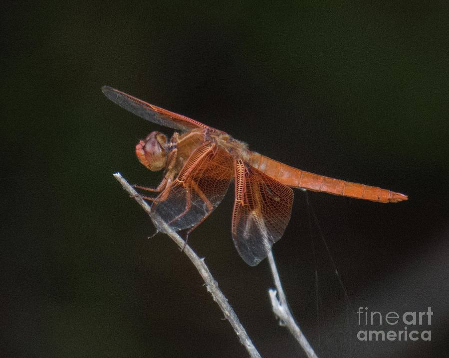 Dragonfly 11 Photograph by Christy Garavetto
