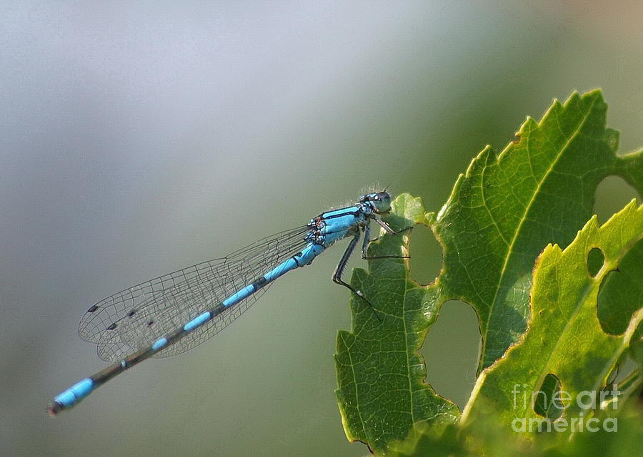Dragonfly 11 Photograph by Vivian Martin
