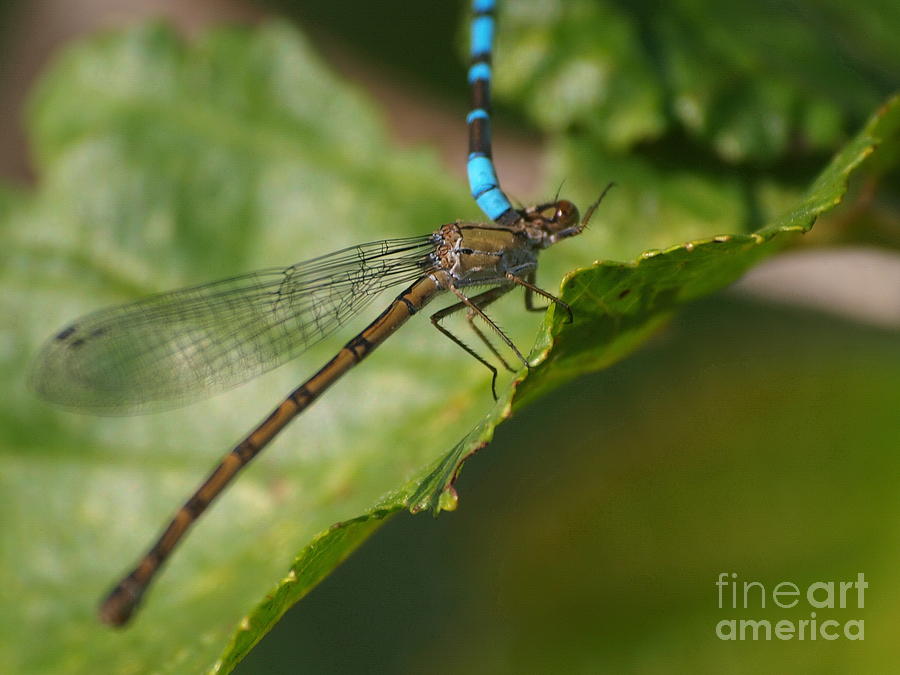 Dragonfly 13 Photograph by Vivian Martin