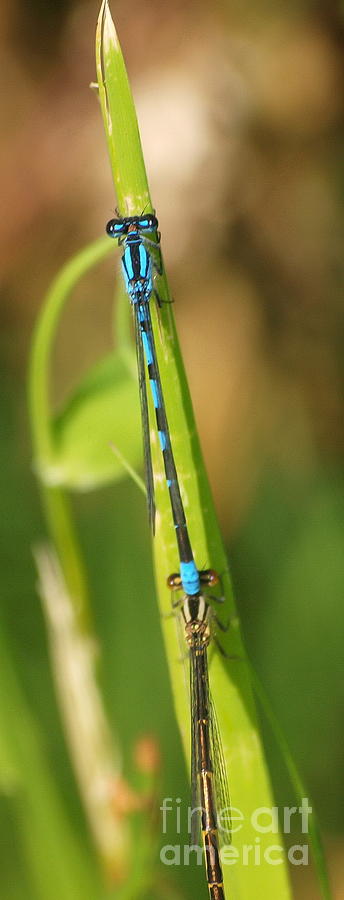 Dragonfly 15 Photograph by Vivian Martin