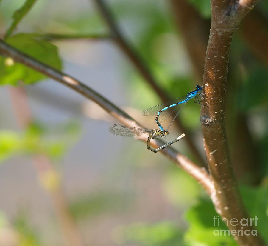 Dragonfly 17 Photograph by Vivian Martin