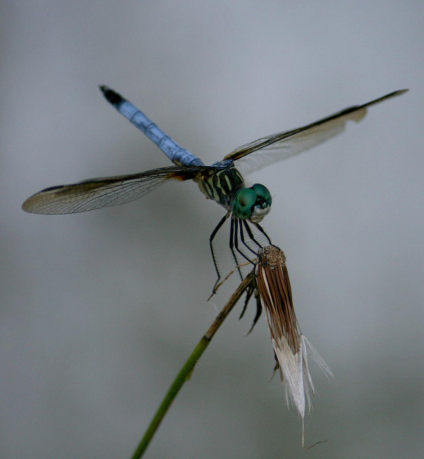 Dragon Photograph - Dragonfly 2 by Cathy Harper