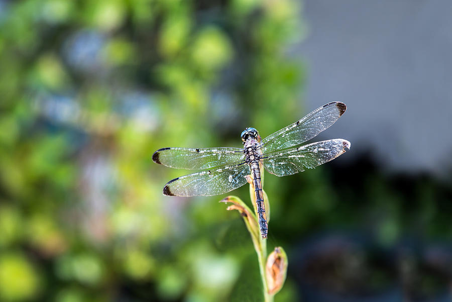 Dragonfly-2 Photograph by Charles Hite
