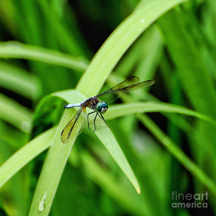 Dragonfly 2 Photograph by Edward Sobuta