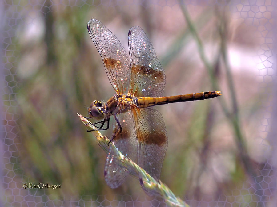 Dragonfly 2 Photograph by Kae Cheatham