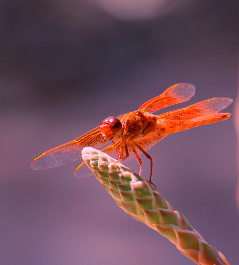 Dragonfly 2 Photograph by M Diane Bonaparte