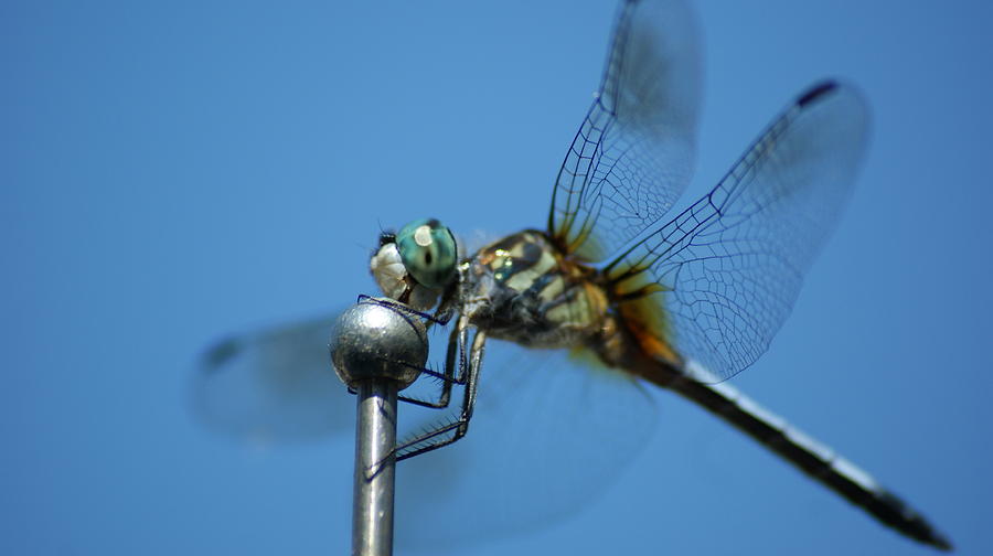Dragonfly 2 Photograph by Maria  Wall