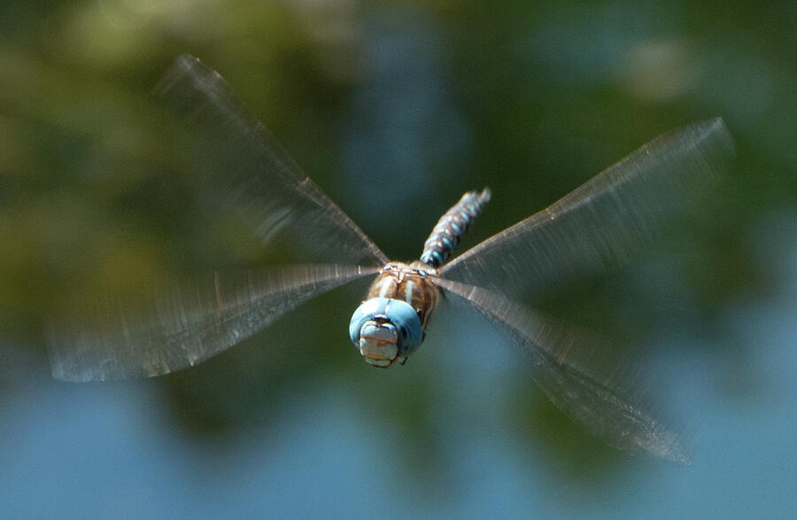 Dragonfly In Flight 2 Photograph by Marilyn Wilson