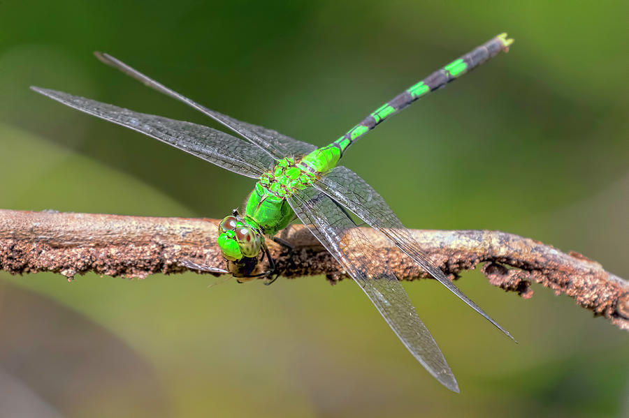 Dragonfly 2 Photograph by Nadia Sanowar