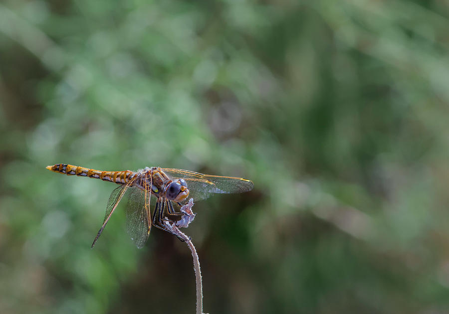 Dragonfly 2 Photograph by Rick Mosher