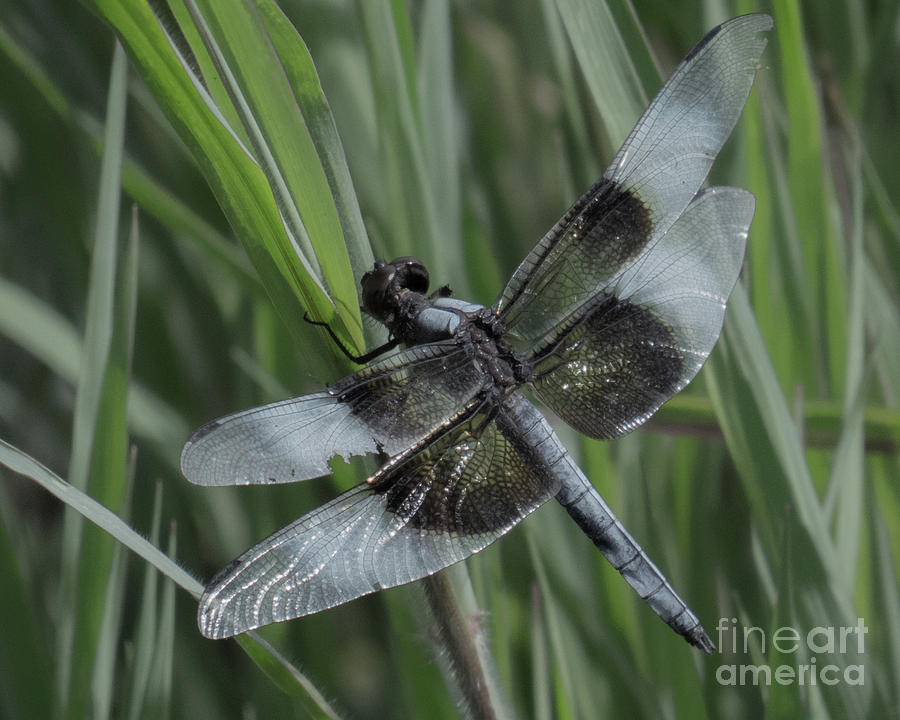 Dragonfly 20  Photograph by Christy Garavetto