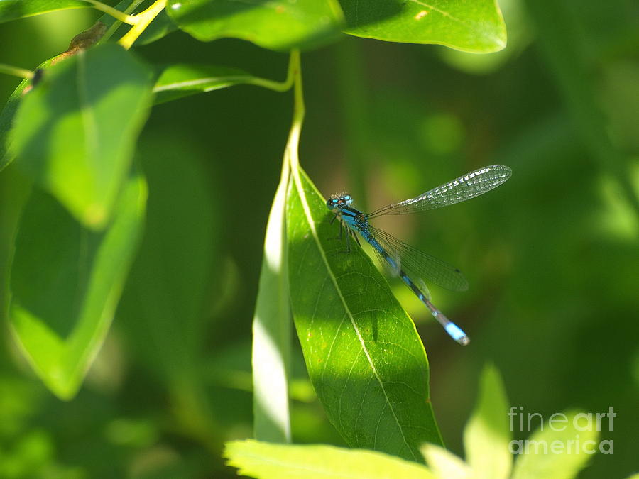 Dragonfly 20 Photograph by Vivian Martin