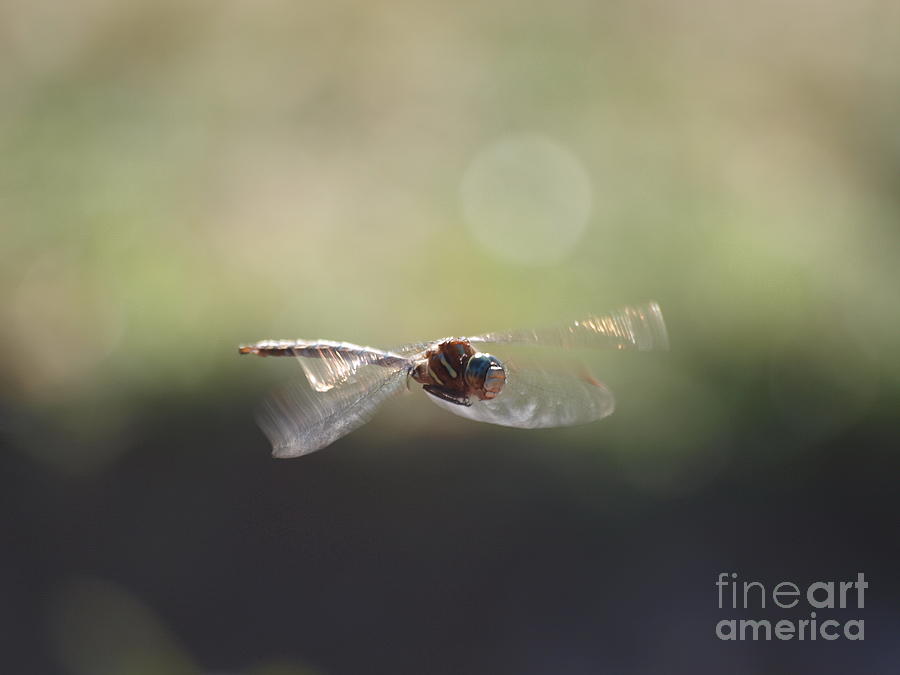Dragonfly 21 Photograph by Vivian Martin