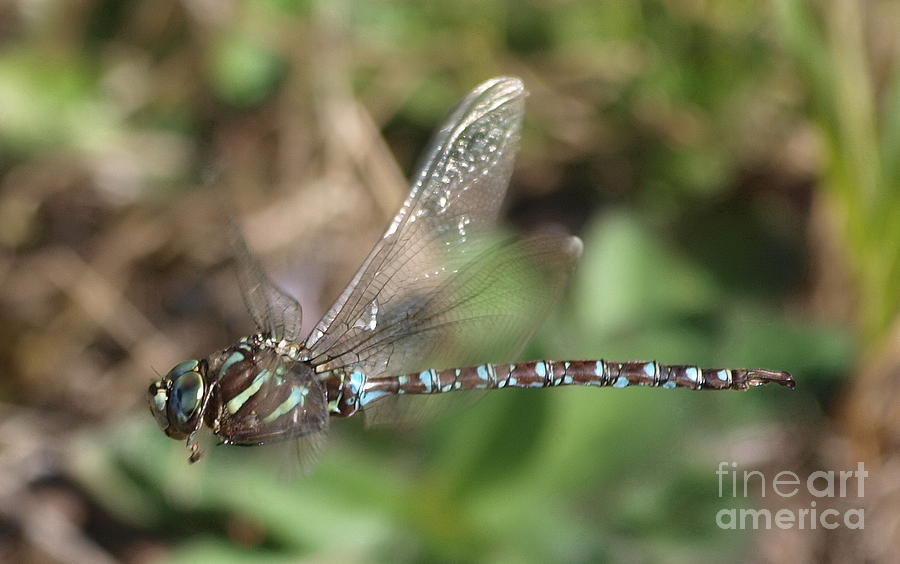 Dragonfly 22 Photograph by Vivian Martin