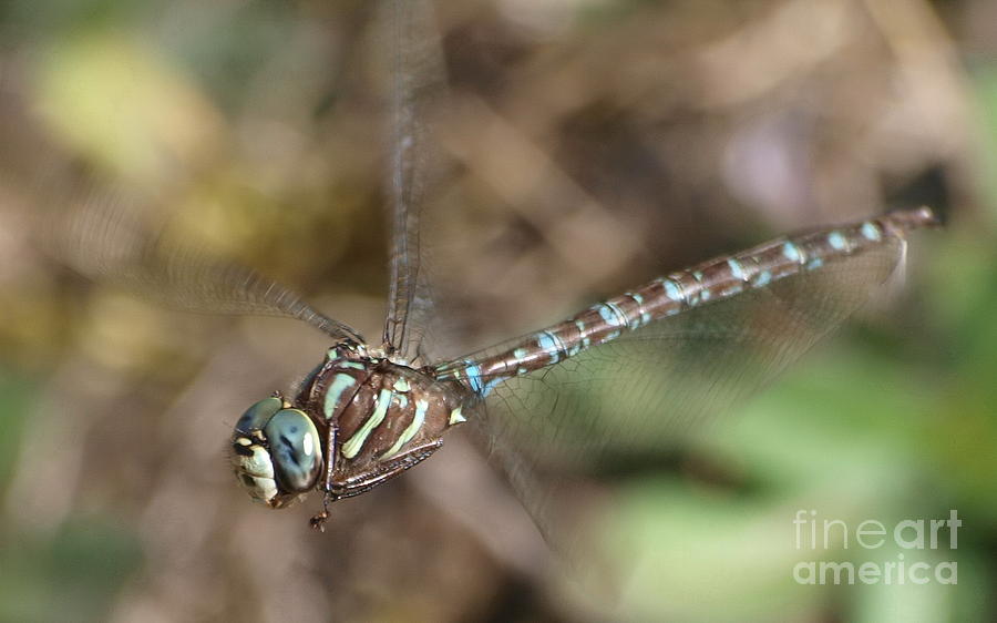 Dragonfly 24 Photograph by Vivian Martin