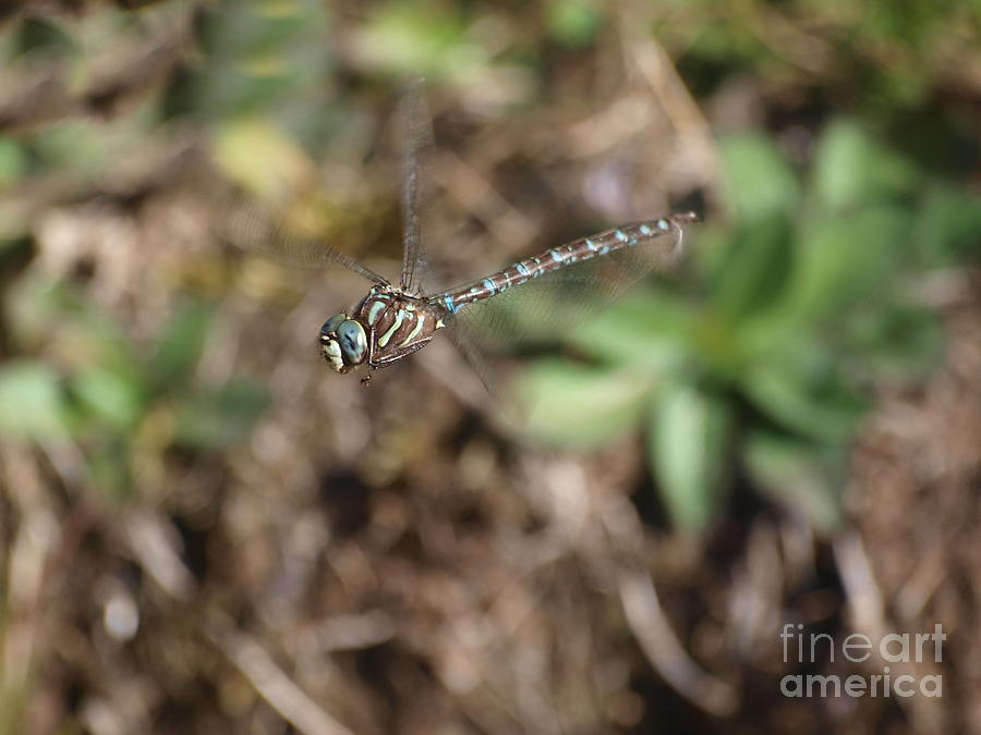 Dragonfly 25 Photograph by Vivian Martin