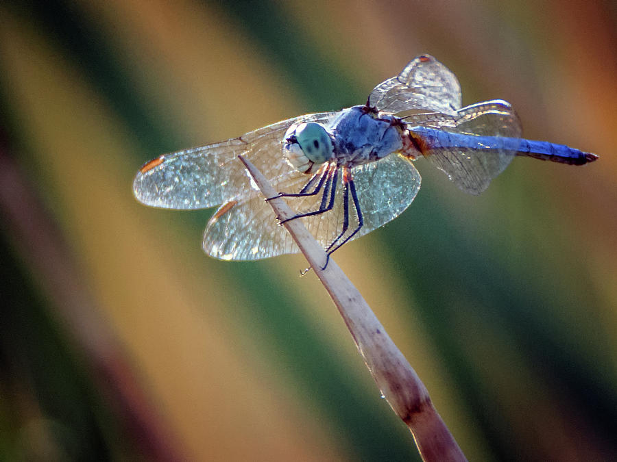 Dragonfly 2653-081718-1cr Photograph by Tam Ryan