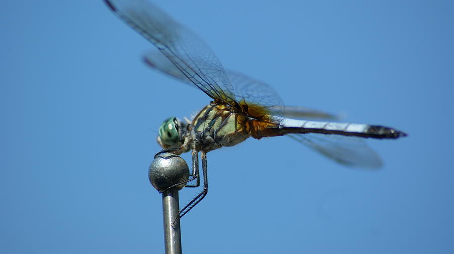Dragonfly 3 Photograph by Maria  Wall