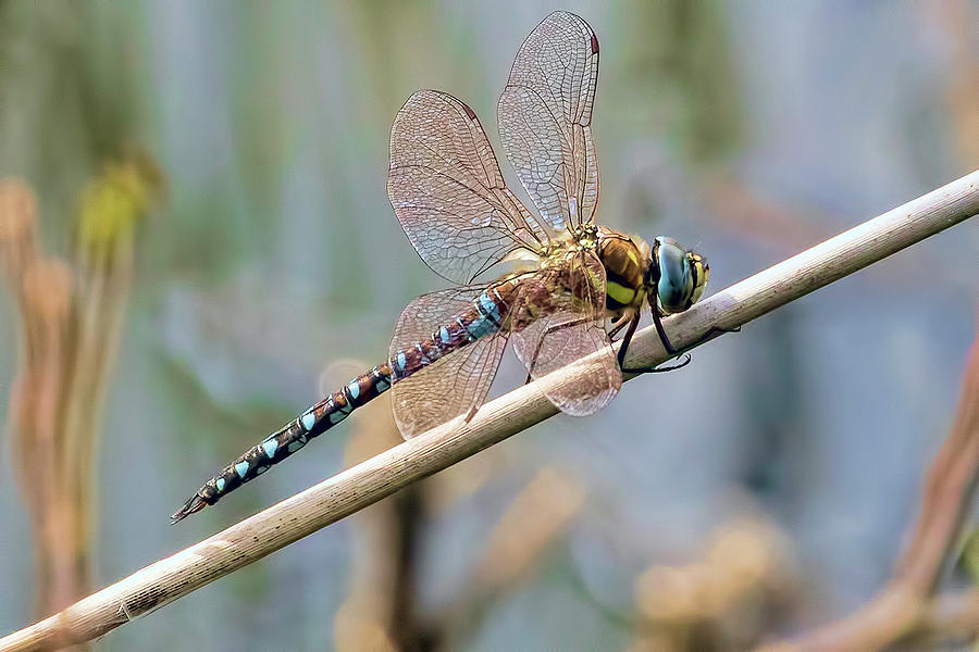 Dragonfly 3 Photograph by Nadia Sanowar
