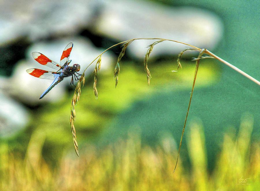 Dragonfly 3 Photograph by Sam Davis Johnson