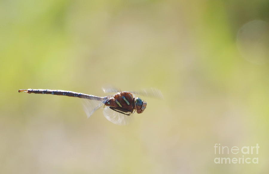 Dragonfly 3 Photograph by Vivian Martin