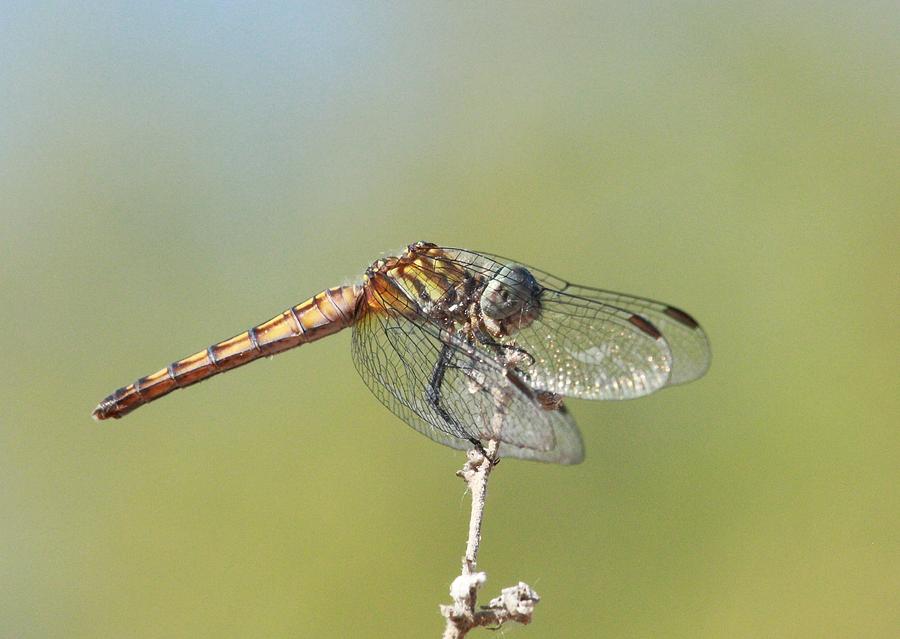 Chandler Photograph - Dragonfly 4 by Greg Wickenburg Chandler Photograph - Dragonfly 4 by Greg Wickenburg