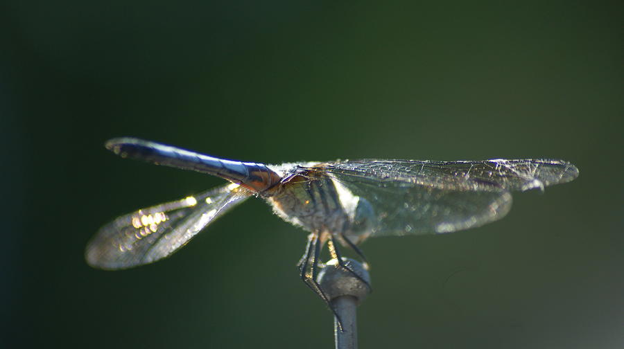 Dragonfly 4  Photograph by Maria  Wall