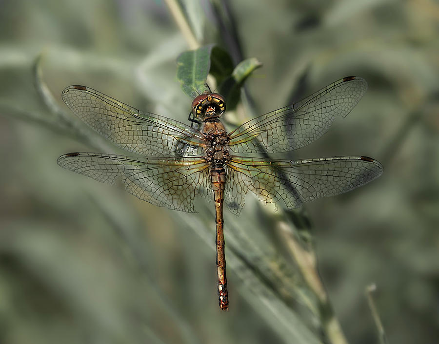Dragonfly 4 Photograph by Rick Mosher