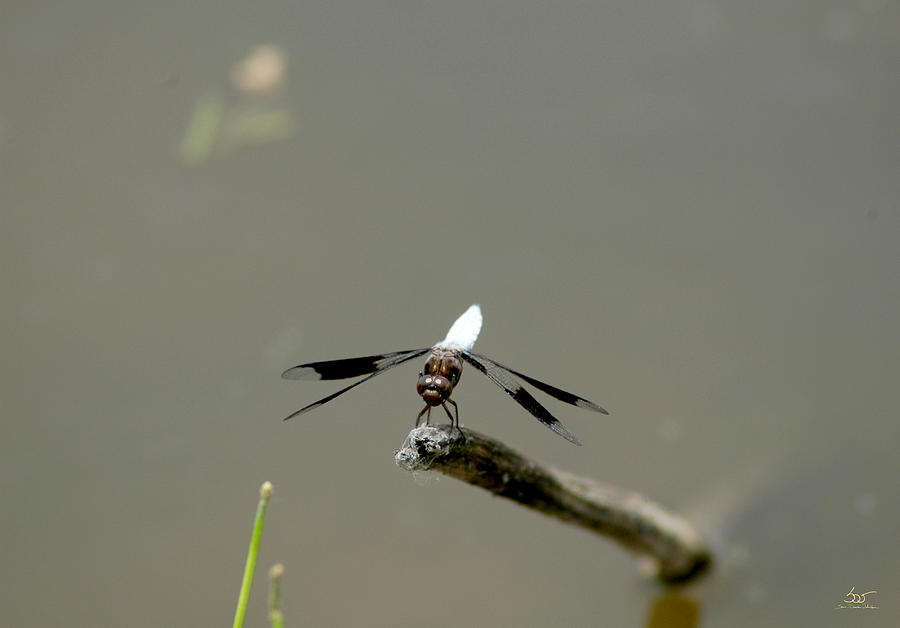 Dragonfly 4 Photograph by Sam Davis Johnson