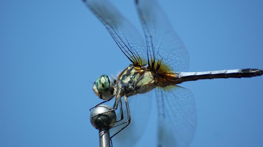 Dragonfly 5 Photograph by Maria  Wall
